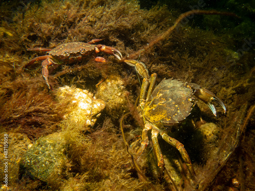 A crab among seaweed and stones. Picture from The Sound  between Sweden and Denmark