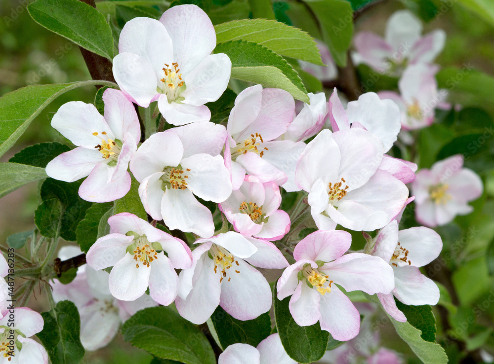 Fototapeta premium Branch of a blossoming apple tree