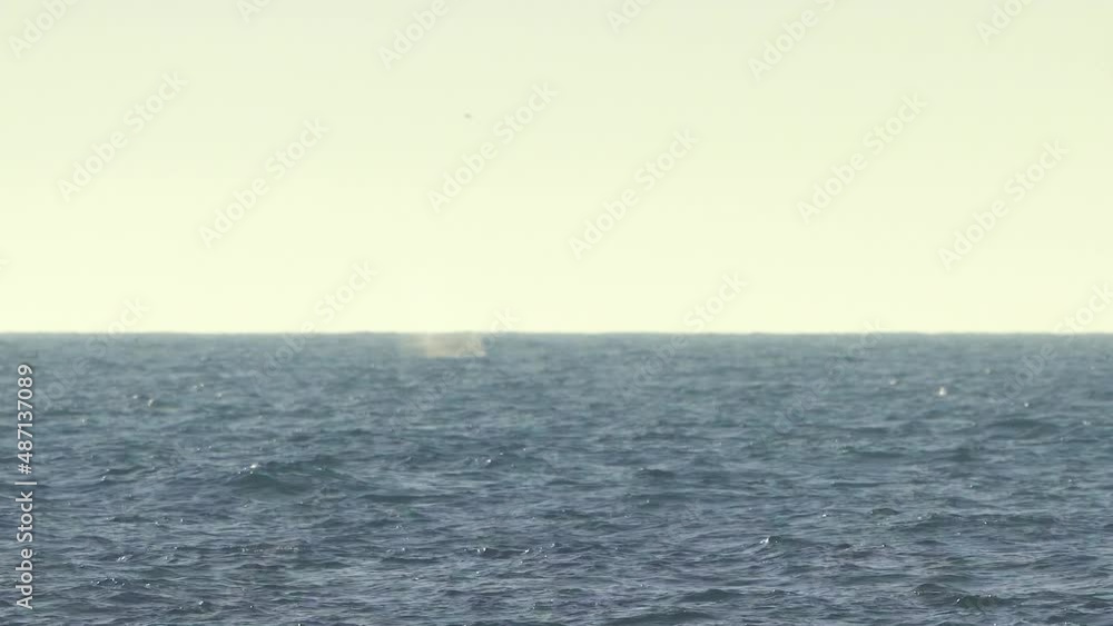 Grey whales spraying water out of their blowholes and showing off a fluke in Monterey Bay, California (USA). Grey whales spraying water out of their blowholes and showing off a fluke in Monterey Bay, California (USA).