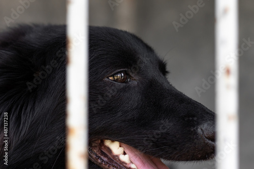 A large portrait of a dog sitting in a cage. A stray dog in a shelter for homeless animals.