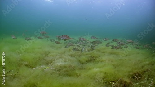 Huge school of leatherjackets swimming through at Edithburgh Part 1 photo