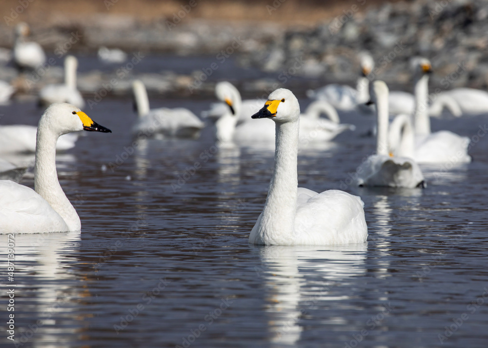 swans on the river swans on the river