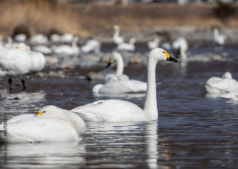 swans on the lake swans on the lake