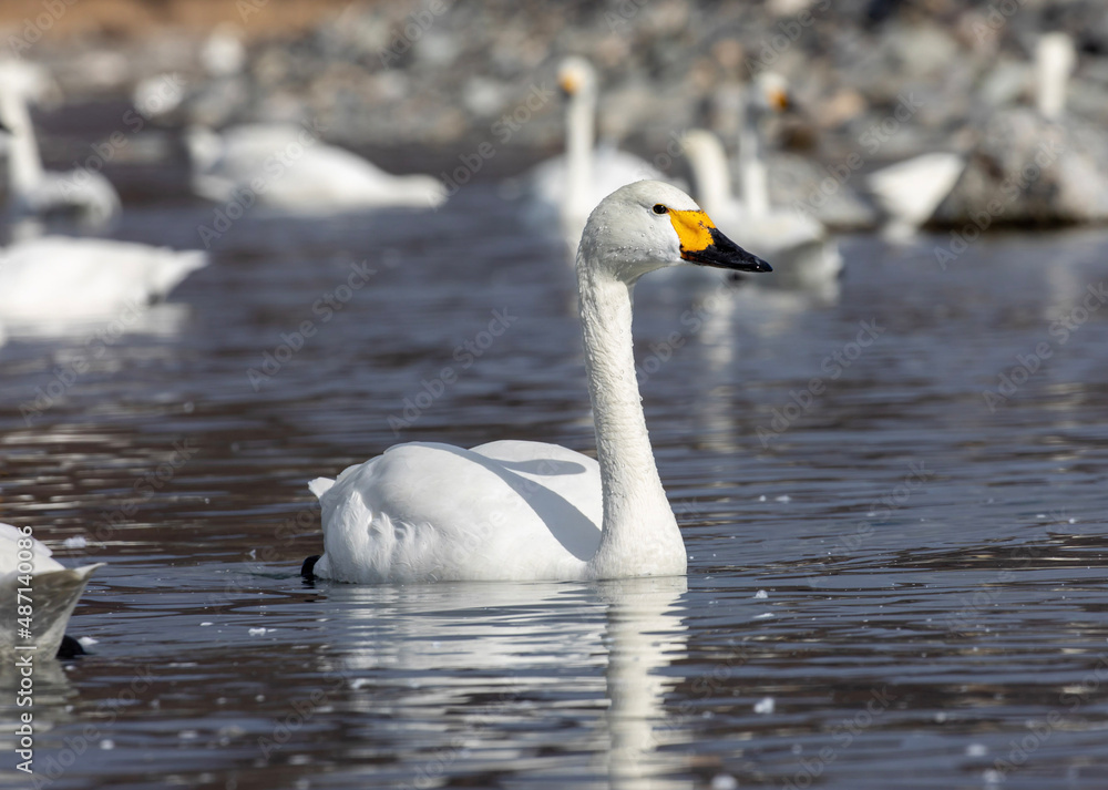 mute swan cygnus olor mute swan cygnus olor
