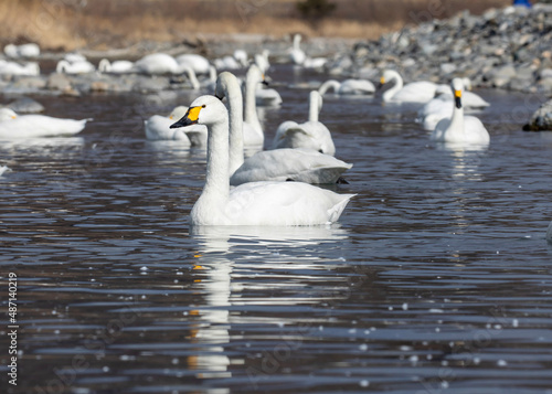 two swans on the lake