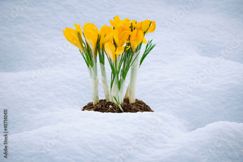 yellow flowers bloomed in early spring, crocuses bloom in the snow