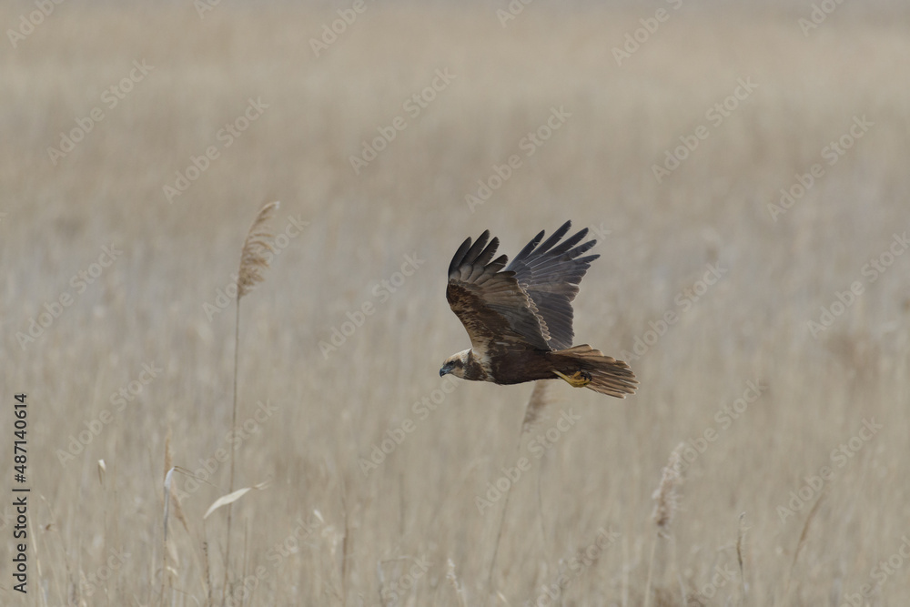 Common buzzard in flight (Buteo buteo) over reed beds