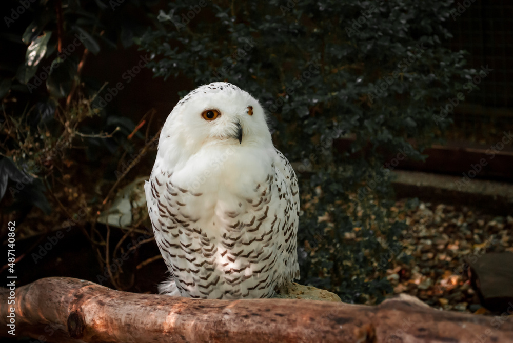 white owl sits and looks white owl sits and looks