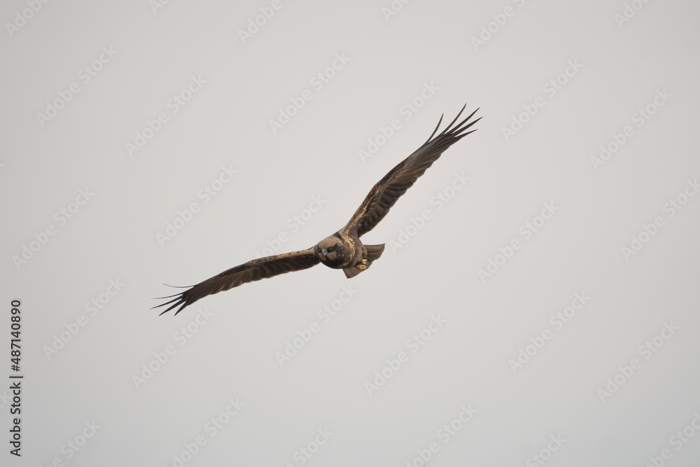 Flying hawk. Bird: Western Marsh Harrier. Circus aeruginosus. Nature and sky background.