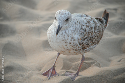 Seagull walks on the send