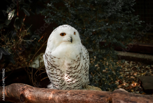 white owl sits and looks