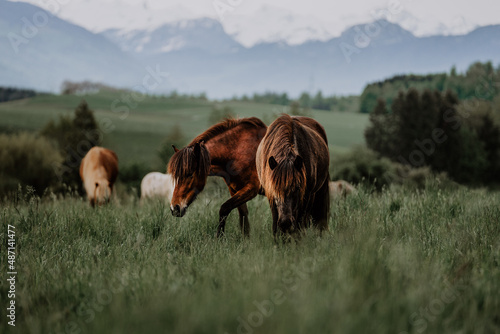 Junge Islandpferde auf der Weide