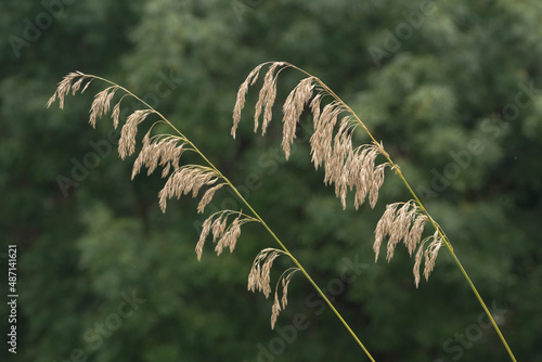 Plants of stramma. Ampelodesmos. Two. Gardening  photo