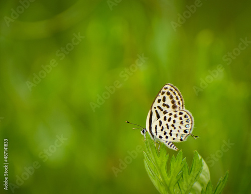 Himalayan Pierrot butterfly sitting on the green leaf. Slective focus. High quality photo