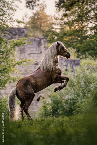Haflinger im Portrait