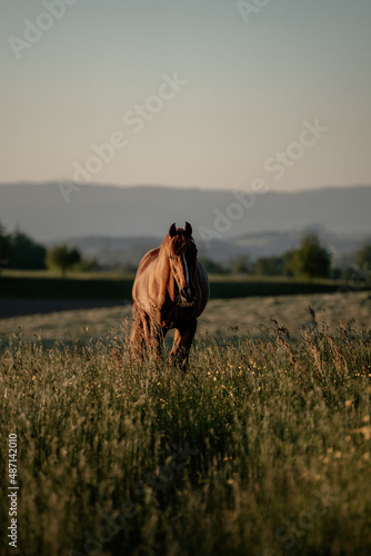 Araber auf der Weide im Sonnenuntergang