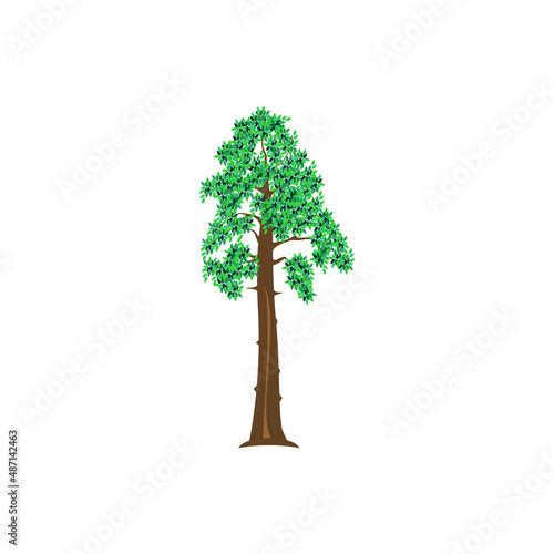 redwood tree vector illustration, the tallest tree in the world. Sequoiadendron giganteum plant logo.