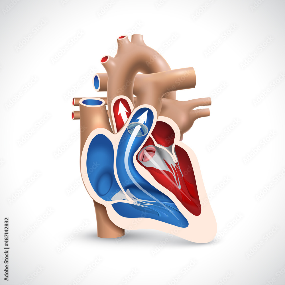 Crosssection of the human heart showing the bloodpumping function of