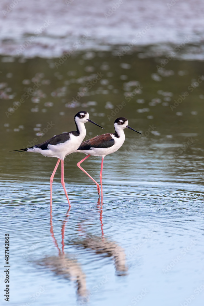 The black-necked stilt (Himantopus mexicanus) is a locally abundant shorebird of American wetlands and coastlines. River Tarcoles, Wildlife and birdwatching in Costa Rica. The black-necked stilt (Himantopus mexicanus) is a locally abundant shorebird of American wetlands and coastlines. River Tarcoles, Wildlife and birdwatching in Costa Rica.