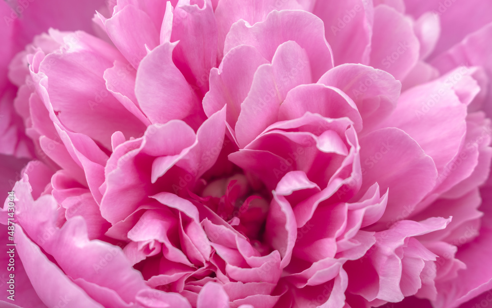 pink peony