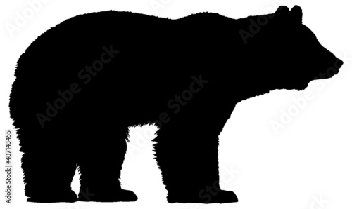 Black and white vector silhouette of an adult bear standing and looking forward. Isolated on white background.