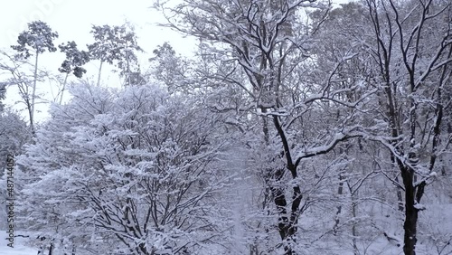サラサラと落ちて行く木に積もった雪