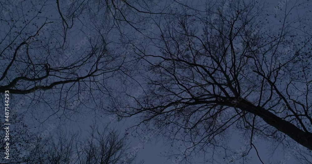 Walking beneath trees looking up into the sky. Very dark and moody shot. Tree Walking beneath trees looking up into the sky. Very dark and moody shot. Tree