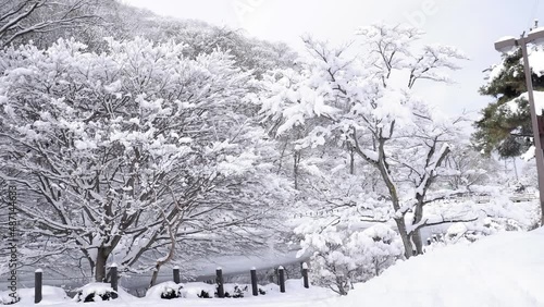 溶けて落ちて行く木に積もった雪