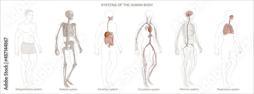 The illustration Human Body Systems: Circulatory, Skeletal, Nervous, Digestive systems. Full-length isolated image diagram of man male vector.