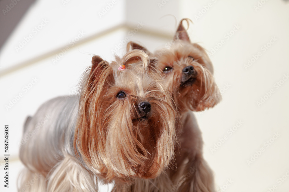 Two small Yorkshire terrier dogs stand on porch Two small Yorkshire terrier dogs stand on porch