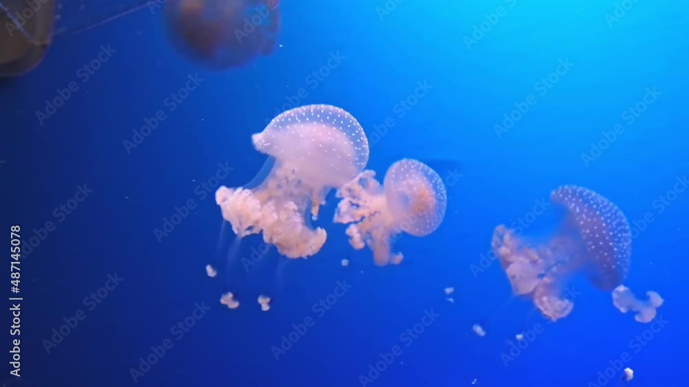 Australian spotted Jellyfish in fish tank floating in the water. Phyllorhiza punctata species living in tropical waters of the western Pacific from Australia to Japan. Australian spotted Jellyfish in fish tank floating in the water. Phyllorhiza punctata species living in tropical waters of the western Pacific from Australia to Japan.