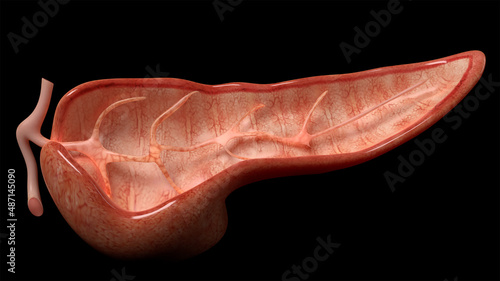 3D Rendering of Pancreas Anatomy photo