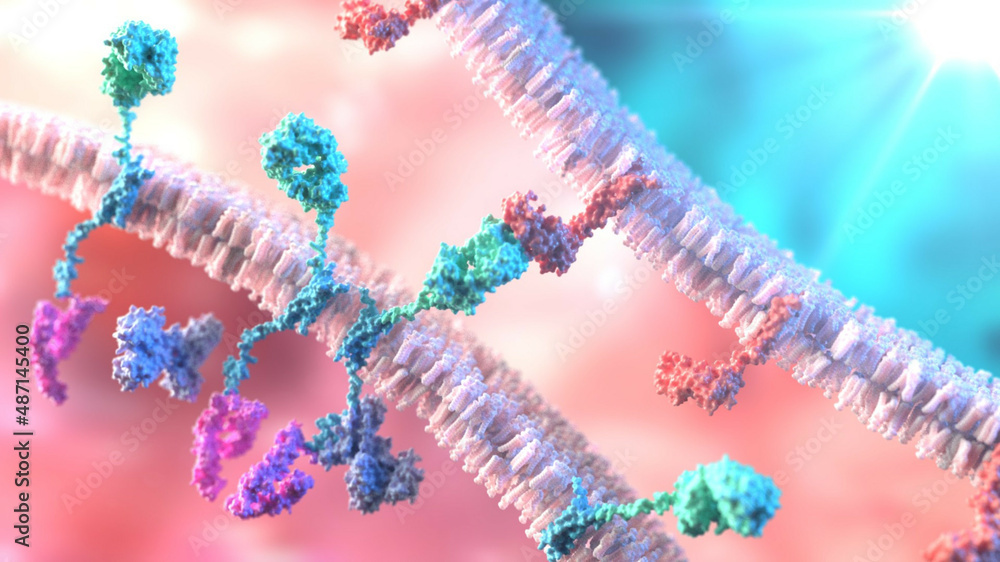 3D Rendering of CAR - Chimeric Antigen Receptor Between T-Cell and Cancer Cell