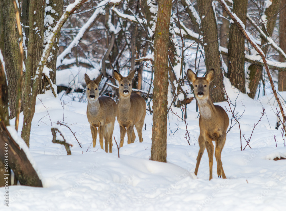 roe deer roe deer