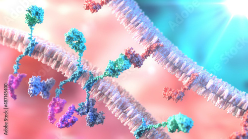 3D Rendering of CAR - Chimeric Antigen Receptor Between T-Cell and Cancer Cell photo