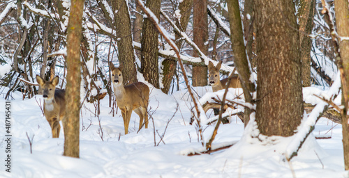  roe deer