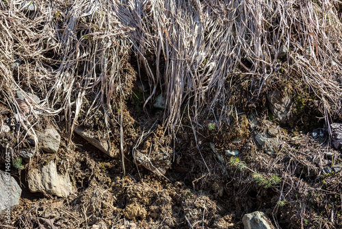Textur Waldboden, Steine, Schilff