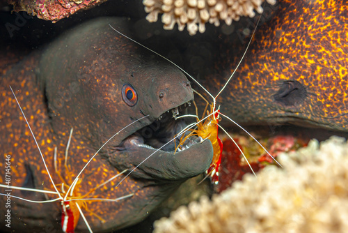 narchias seychellensis is a moray eel photo