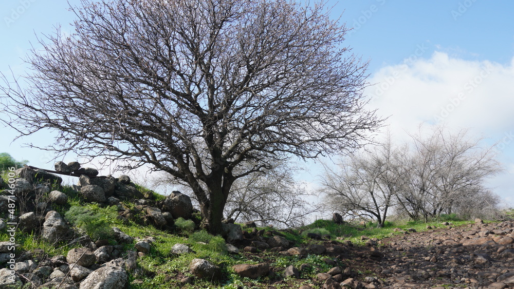 Panoramic view of Landscape along the Zavitan Stream, in Yehudiya Forest Nature Reserve, the Golan Heights, Northern Israel