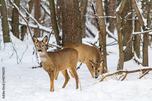  roe deer