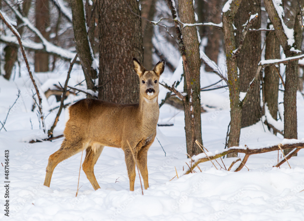 Fototapeta premium roe deer