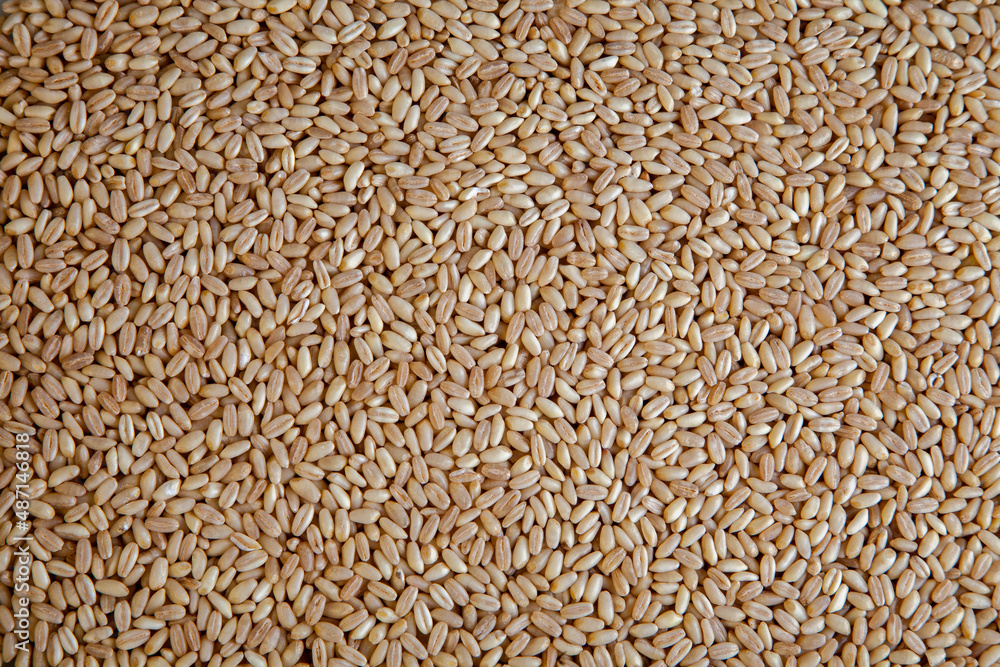 Agricultural wheat grains texture, top view Agricultural wheat grains texture, top view