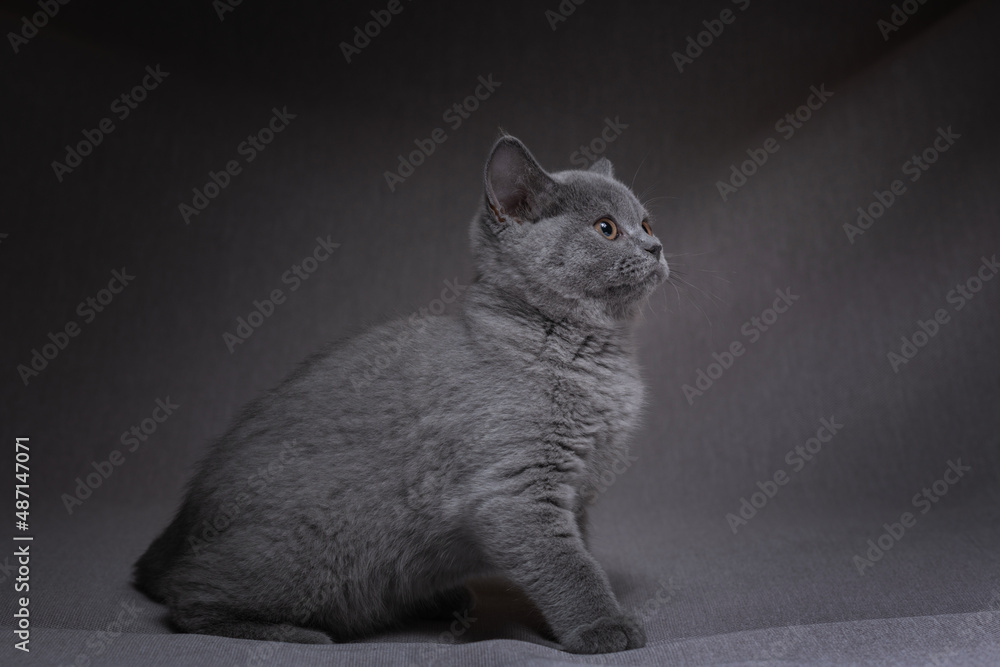 Beautiful thoroughbred British kitten in the studio on a gray background.