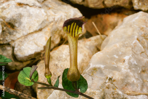 Flower of endemic birthwort  Aristolochia bianorii   Majorca  Spain
