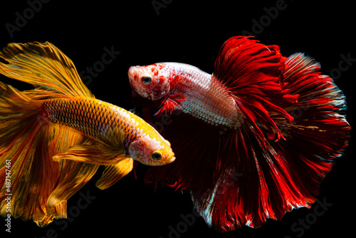 Siamese fighting fish,Close up art movement of Betta fish,Siamese fighting fish isolated on black background 