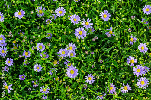 Meadow with purple daisies flowers 