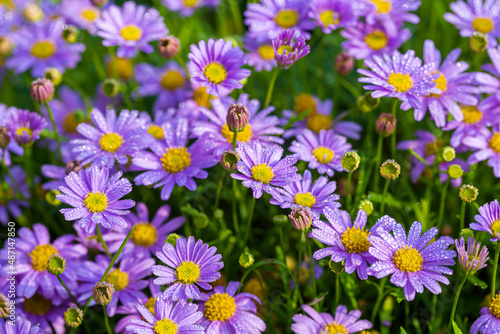 Meadow with purple daisies flowers 