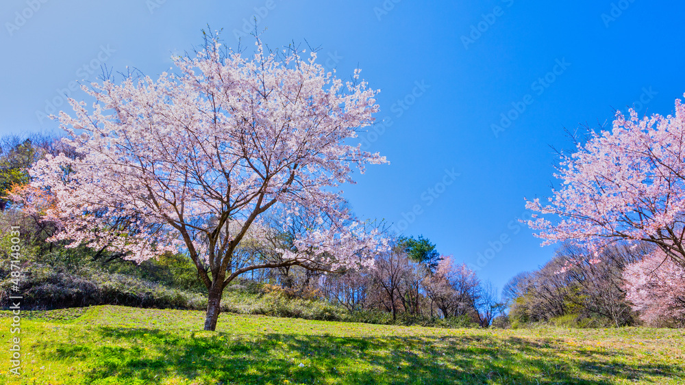 公園に咲く桜の花、ソメイヨシノ 公園に咲く桜の花、ソメイヨシノ