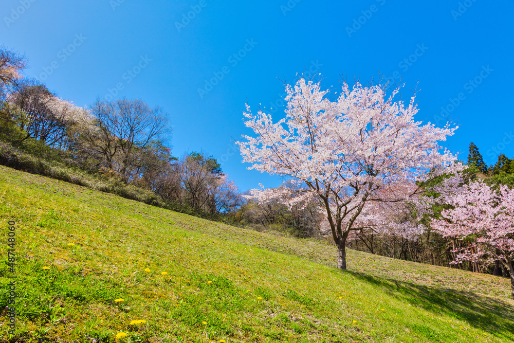 公園に咲く桜の花、ソメイヨシノ