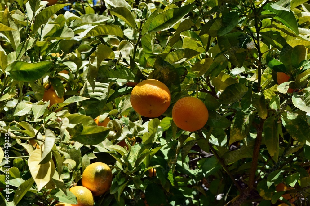 Oranges and leaves hanging on the tree